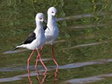 elsies paar3  Rooipootelsies paar